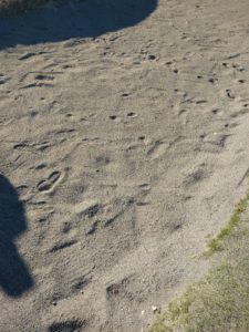 アラサー男子の休日ゴルフ。2017年妻沼ゴルフ場にて。佐之吉のゴルフのスコア必見!